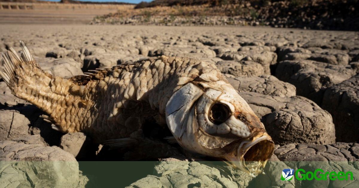 Η χειρότερη επισιτιστική κρίση στη Νότια Αφρική