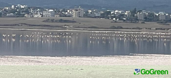 Έφτασαν τα πρώτα φλαμίνγκο στην Αλυκή Λάρνακας (φωτογραφίες)