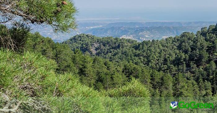 «Νομιμοποίηση» επεμβάσεων που έγιναν χωρίς άδειες σε κρατικό δάσος στο Πραστειό Κελλακίου