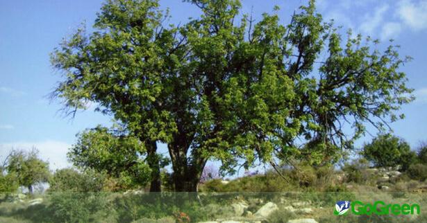 Χιλιάδες νέα δέντρα σε χιλιόμετρα φυτοφρακτών στην Κύπρο