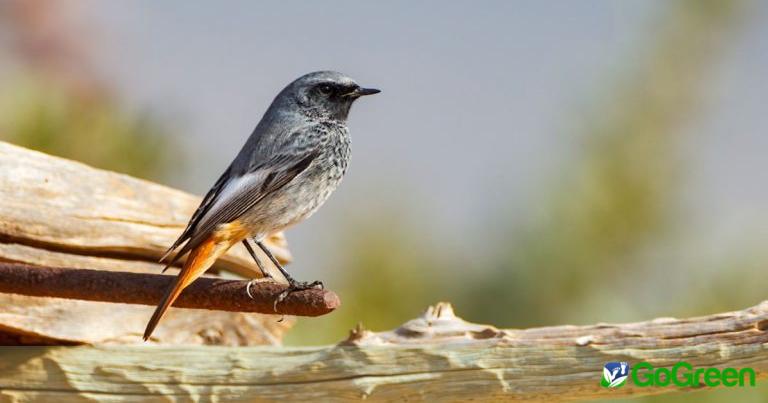 Καρβουνιάρης (Phoenicurus ochruros): Το μεταναστευτικό πουλί του χειμώνα στην Κύπρο