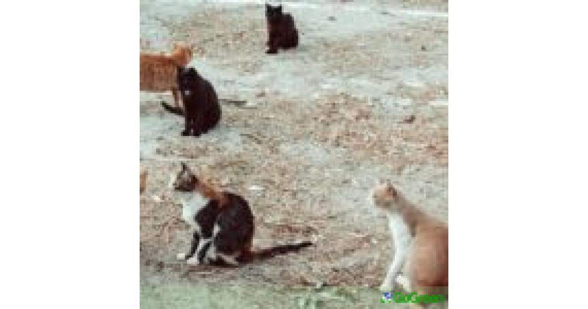 Μαζική εξαφάνιση γατών στον Αστρομερίτη – Υποψίες για μαζική δηλητηρίαση