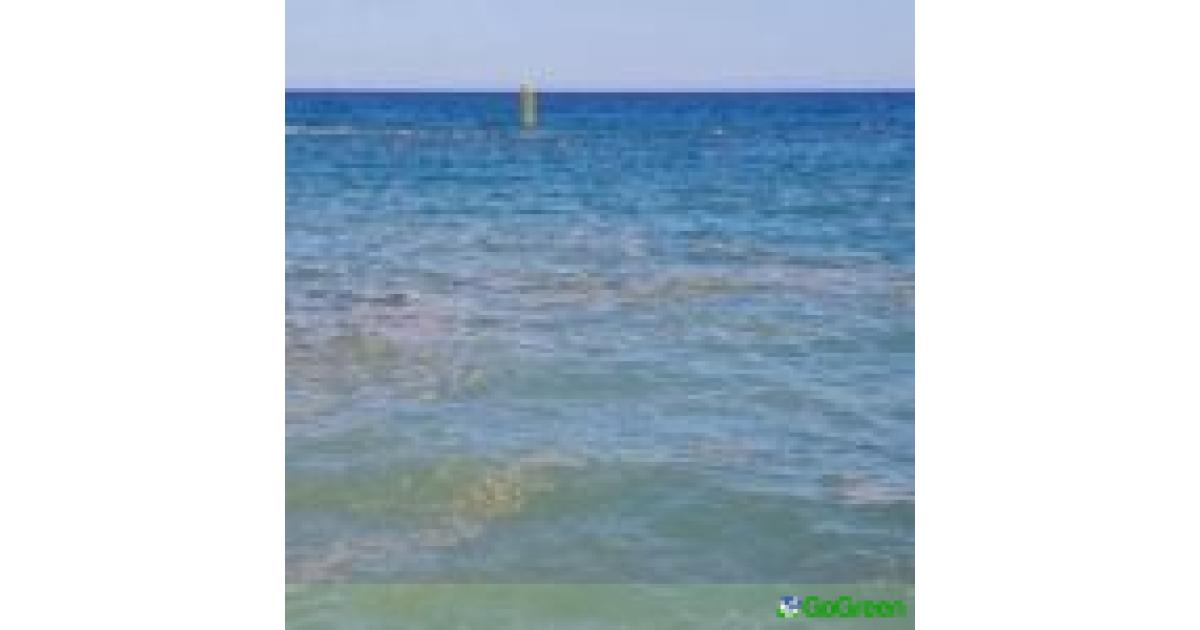 Ρύπανση από πετρελαιοειδή στη θαλάσσια περιοχή της Μονής