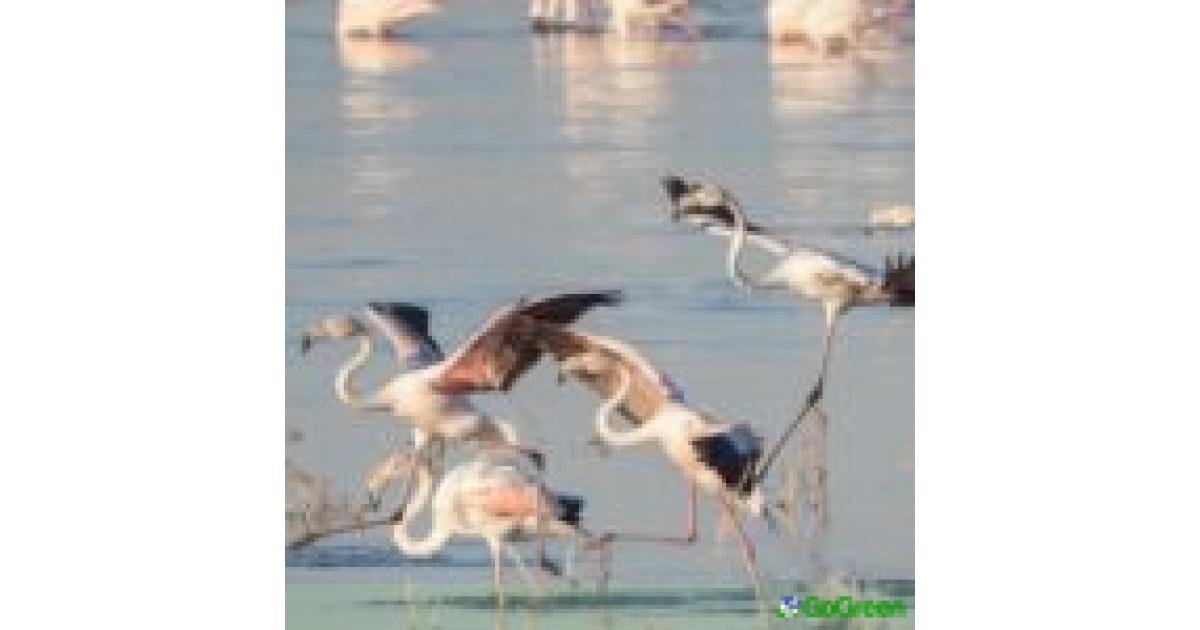 Συνεργασία ΑΗΚ και BirdLife Cyprus για την προστασία των άγριων πουλιώ