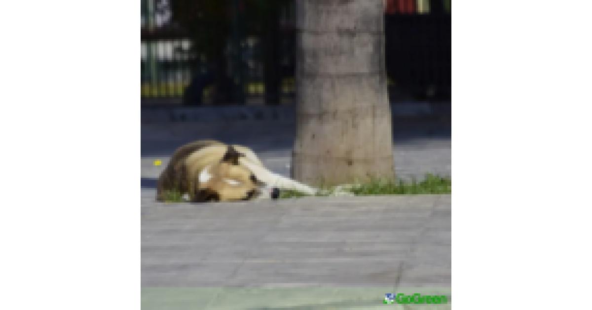 Προς δημιουργία περιφερειακού χώρου φιλοξενίας αδέσποτων σκύλων στη Λευκωσία