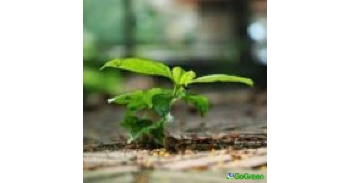 Δωρεάν δενδρύλλια για δημόσιους φορείς και οργανωμένα σύνολα