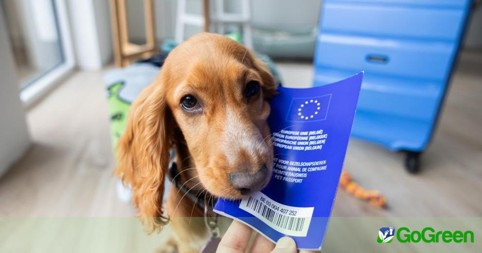 Η μάχη του Ευρωπαϊκού Κοινοβουλίου: Πώς διασφάλισε τα Ενιαία Πρότυπα Ευημερίας για σκύλους και γάτες στην ΕΕ