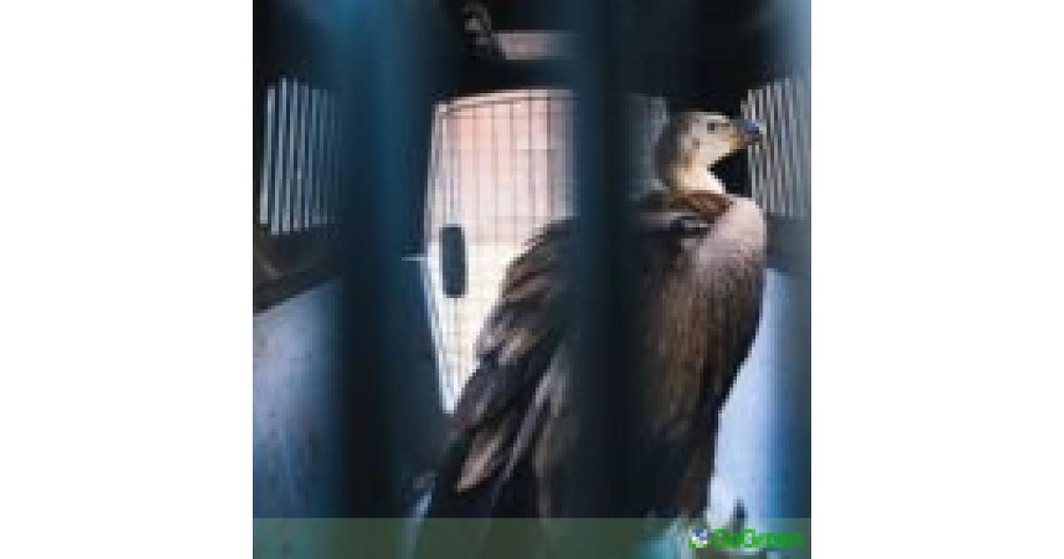 Ελεύθερος γύπας που έτυχε περίθαλψης από κέντρο διάσωσης στα κατεχόμενα